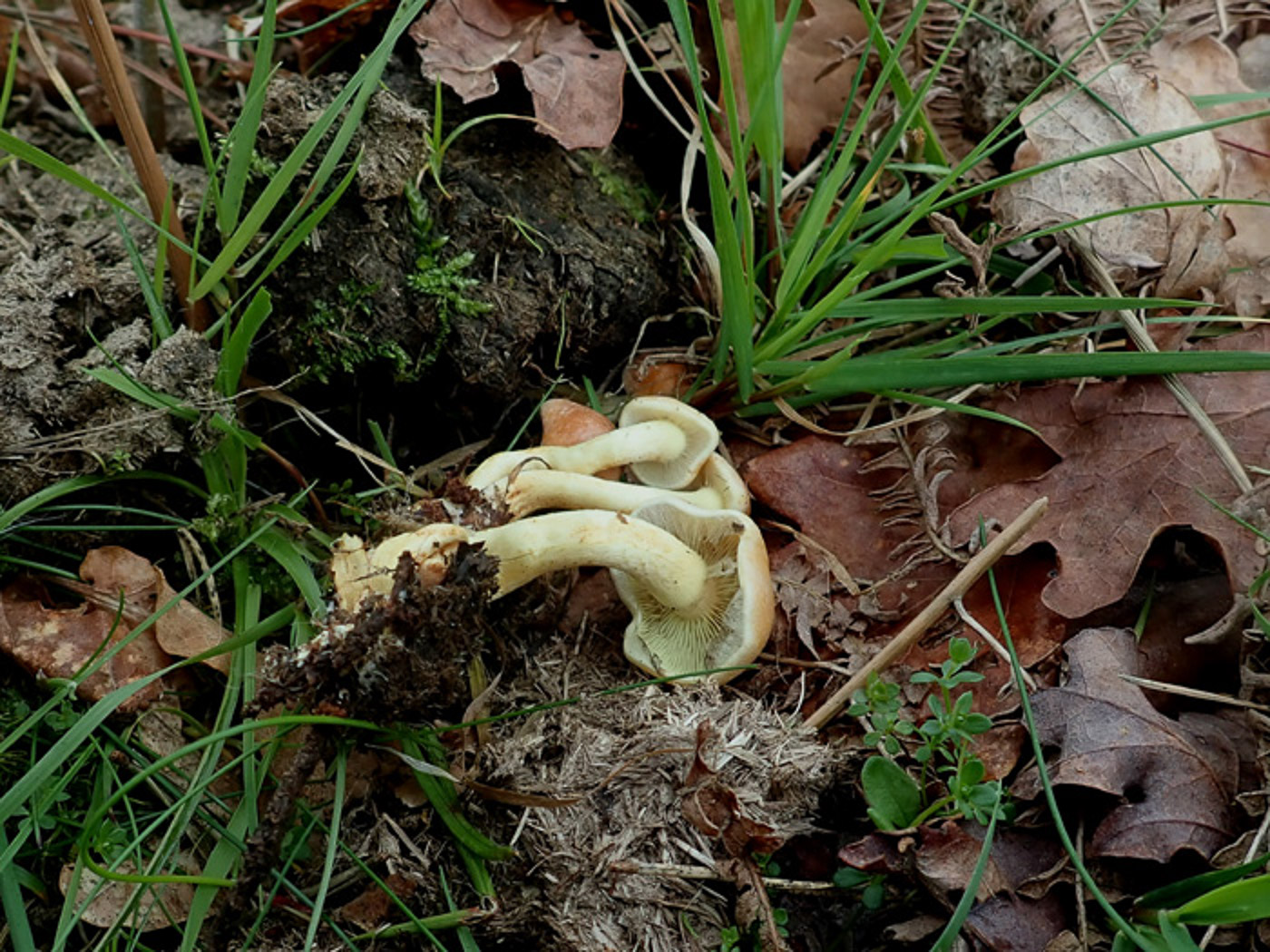 Photo by Penny Cullington Hypholoma fasciculare by Penny Cullington